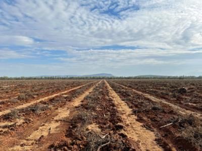 Australian Farmers Remove Vines Amid Wine Glut