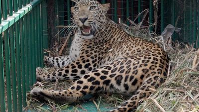 Karnataka govt. urged to establish genetic laboratories to identify animals in conflict