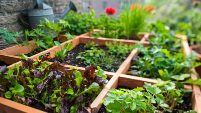 What is square foot gardening? Experts explain this space-saving method for growing veggies