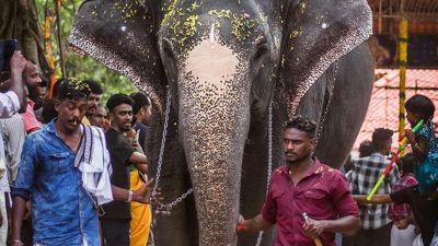 Cow elephants will get the star treatment at this temple festival