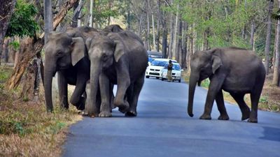 Measures stepped up to mitigate human-wildlife conflict during summer in Wayanad