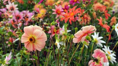 How to plant summer bulbs – expert tips for fabulous floral displays
