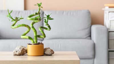 Lucky bamboo plant care — 7 pro tips for success
