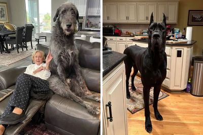 50 Dogs That Are Absolute Units And Don’t Know How Big They Are (New Pics)