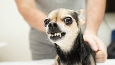 Is your dog reactive around strangers? Try these 3 simple tips from a trainer