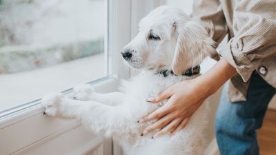 Here's how one trainer keeps their dog calm when there's someone at the door — and it's very effective!