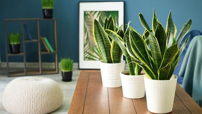 7 simple ways to improve air quality in your home without a purifier