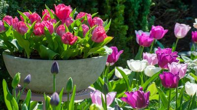 Tulip types explained – and where best to plant these spring favorites in your yard
