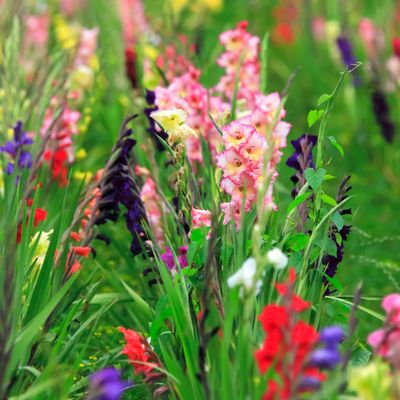 How to plant gladiolus bulbs for bright and beautiful summer blooms