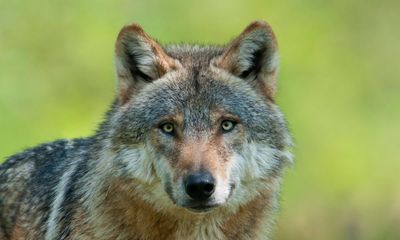 Wolves are thriving again across western Europe. Is it time to bring them back to the UK?