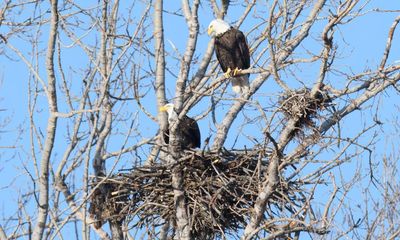 Bald eagles seen nesting in Toronto for first time in city’s recorded history