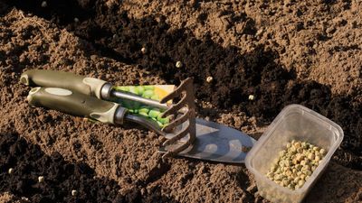 How to sow seeds outdoors successfully in 7 simple steps