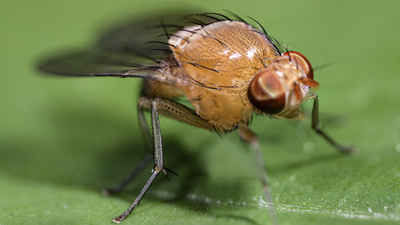 Scientists genetically modify ‘sexual’ fruit fly to reproduce asexually