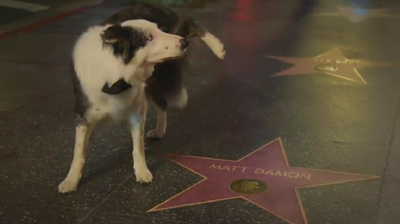 Jimmy Kimmel got in a last-second Oscars dig at Matt Damon featuring Messi the dog