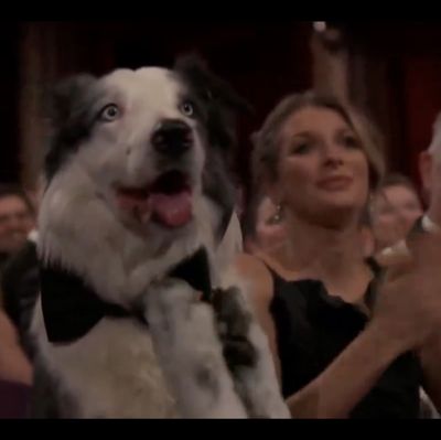 So, Messi the Dog Is "Clapping" at the Oscars