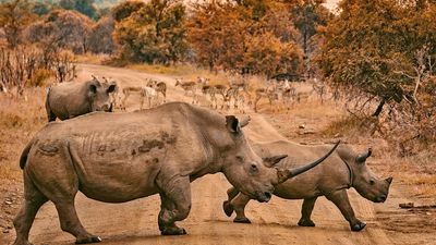 Rhinos can’t sweat, making them vulnerable to overheating