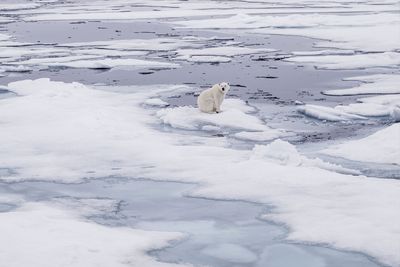 Earth's ice caps are in serious trouble