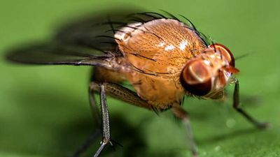 Why it matters that scientists modified a ‘sexual’ fruit fly to be asexual