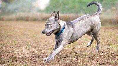Does your dog get the zoomies? Trainer reveals the most common causes (and some of them really surprised us!)