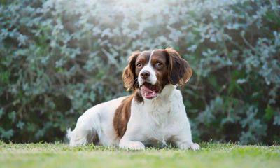 The pet I’ll never forget: Mickey the spaniel, scourge of park-keepers