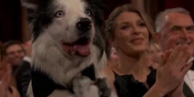 Dog Steals The Show At 2024 Oscars With Viral Clap