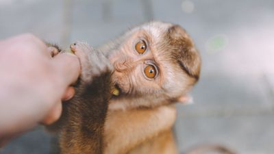 'Universal' brain wave pattern discovered across primate species — including humans