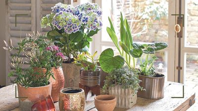 The 7 most common houseplant mistakes that are damaging your plants daily
