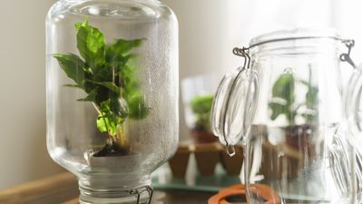 These DIY indoor greenhouse ideas will mean you can grow more whilst spending less