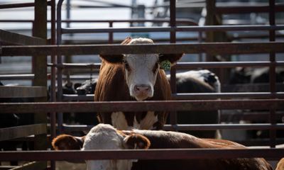 How many cattle are there in Australia? We may be out by 10 million