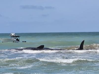 Sperm Whale Dies After Beaching On Florida's Gulf Coast