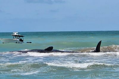 Sperm whale dies after being stranded on Florida beach