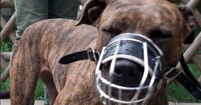 All dogs should be secured, and certain ones muzzled, to keep us safe