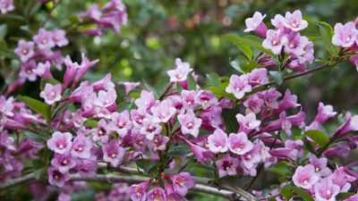 How to grow weigela – a colorful shrub that pollinators love