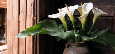 How often to water calla lilies indoors, according to a plant pro