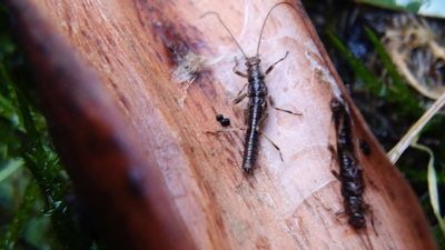Stonefly faces extinction after 'bad government call'