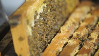 Industry clamps as Asian honey bee nest found at port