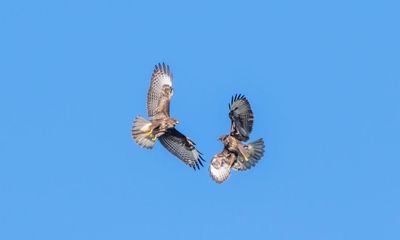 Country diary: Breeding buzzards in a stylish, choreographed dance