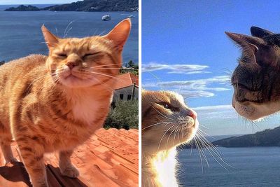 Italian Woman Documents The Carefree Life Of Her Cats And It Kinda Makes You Jealous (78 New Pics)