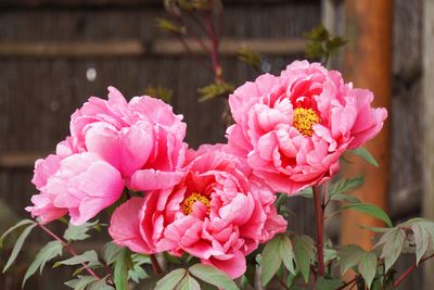 5 ‘Musts’ When Planting Peonies in Spring — It's Not Too Late, But You Might Not Want to Wait Much Longer