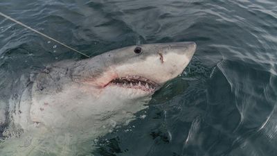 How a wandering white shark's epic journey could provide clues for protecting them