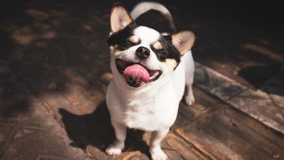 Behaviorist shares 10 simple things you can do to boost your dog’s happiness (and we’re huge fans of number 8!)