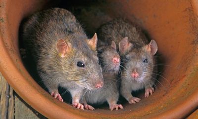 ‘They’re all high’: Louisiana police say rats eating marijuana in evidence room