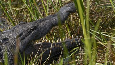 Man airlifted to hospital after rare crocodile attack in Florida National Park