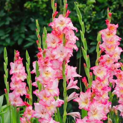 This is the best time to plant gladiolus bulbs for a long, striking display of summer blooms