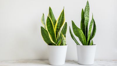 How to care for a snake plant – 5 expert tips for this popular houseplant