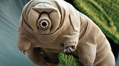 Could tardigrades have colonised the Moon?