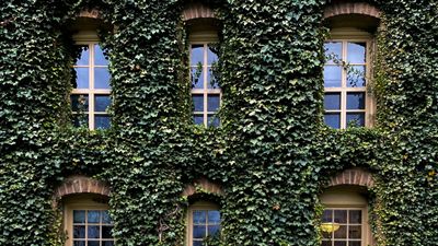 How and when to prune ivy – to ensure minimal disruption to wildlife