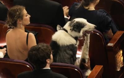 Messi The Dog Makes Surprise Appearance At Oscars