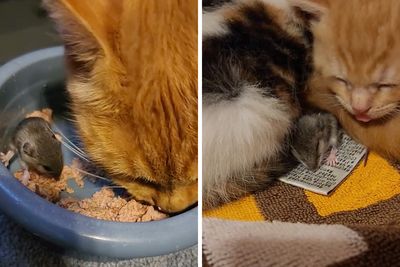 Touching Moment Mama Cat Adopts A Mouse As A Part Of Her Newest Litter