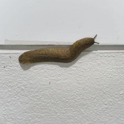 What is slug tape? And how to use it to keep slugs out of the house